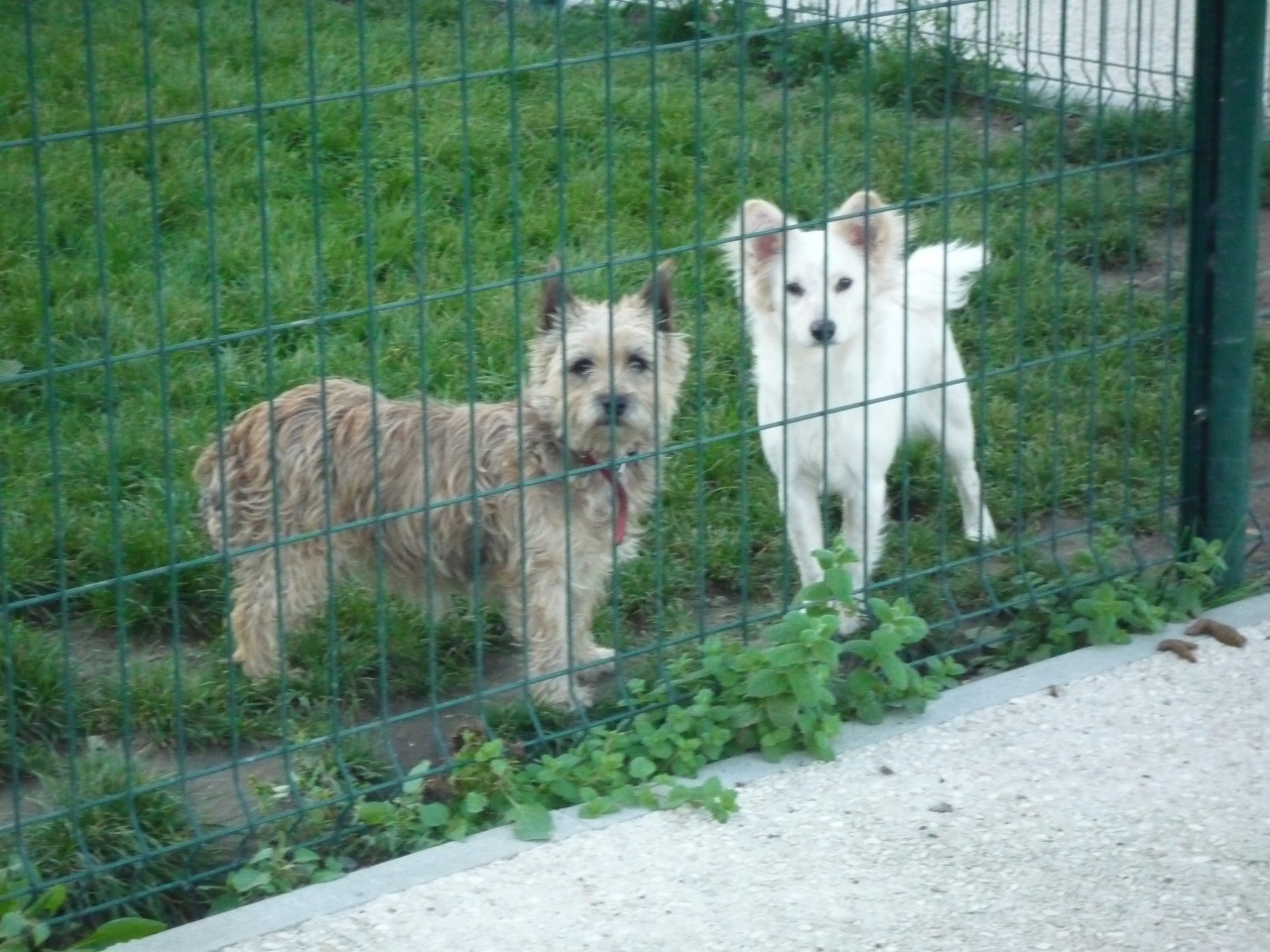 Gohad et Choupette