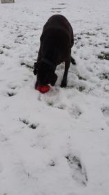 Snoopy 2